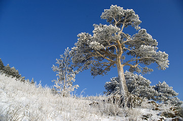 Image showing Snowy winter tree.