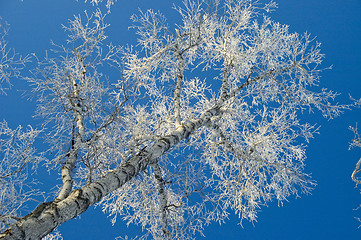 Image showing Tree, hoarfrost, sky.