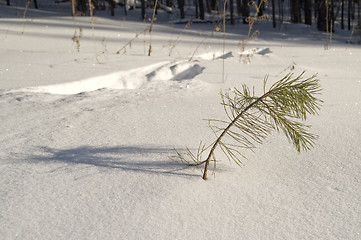 Image showing Traces on snow.