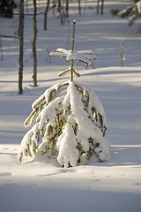 Image showing Snow winter trees.