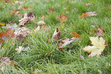 Image showing Dry leaves in grass