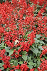 Image showing red flowers