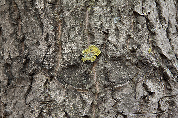 Image showing Peel tree with growing