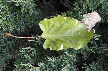 Image showing Green and dry leaves