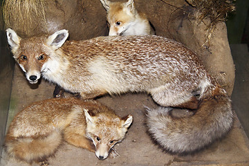 Image showing Fox and her progeny