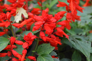 Image showing Close-up of red flowers