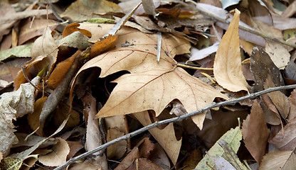 Image showing Dry leaves close up