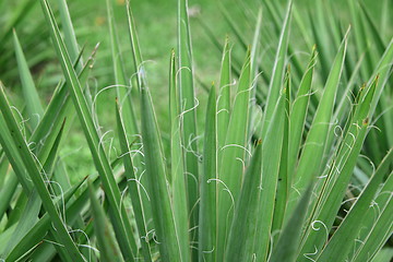 Image showing greeen plant close up