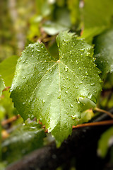 Image showing grape leaf with water drops