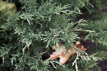 Image showing Pine tree close up