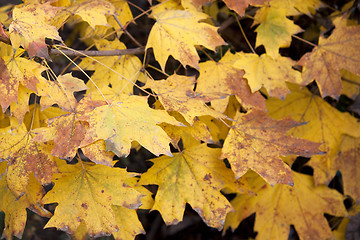 Image showing Dry yellow leaves