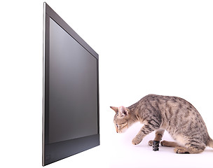 Image showing Cat looking on display