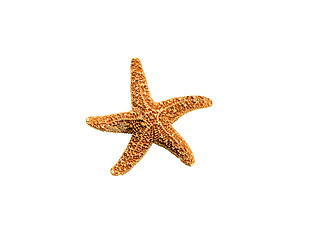 Image showing starfish isolated on white background