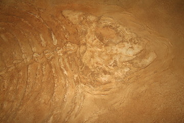 Image showing Giant fish fossils close-up