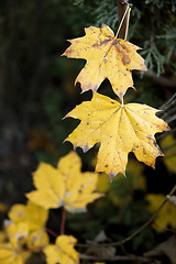 Image showing Dry yellow autumn leaves