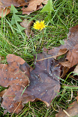 Image showing Dandelion in leaves