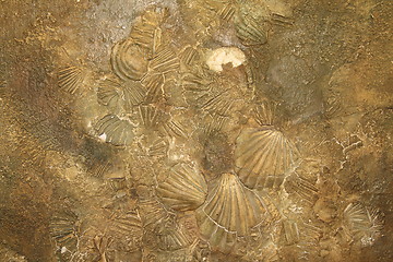 Image showing Shell sediment abstract background