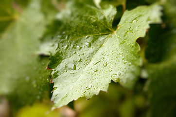 Image showing close up of grape leaf with water drops