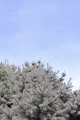 Image showing Pine tree against sky