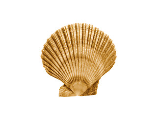 Image showing Whole single fresh scallop on white background