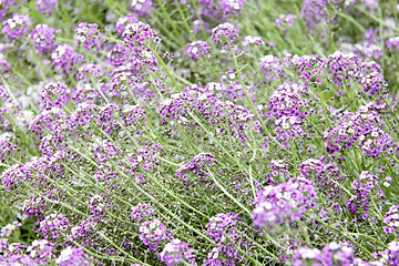 Image showing Purple flower carpet