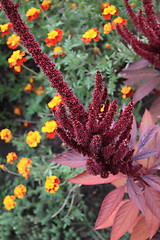 Image showing yellow flowers and red in summer season