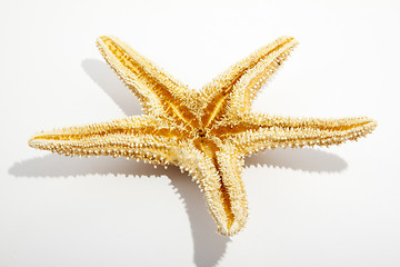 Image showing Starfish from oceans