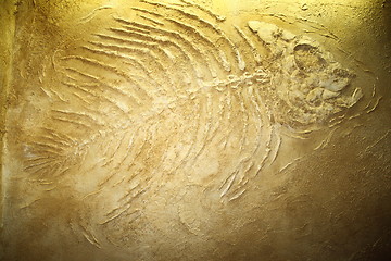 Image showing Giant fish fossils