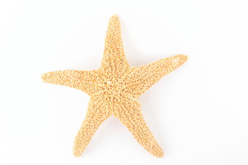 Image showing Starfish from oceans