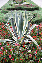 Image showing big plant with red flowers