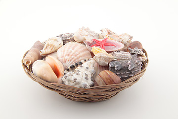 Image showing different shells on basket