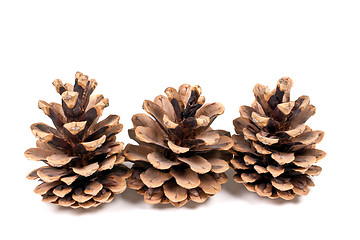 Image showing three branch of fir-tree