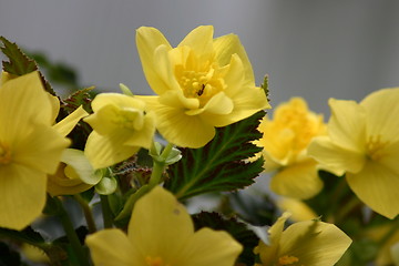 Image showing Wedding Day flowers