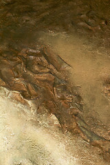 Image showing Abstract shell sediment background