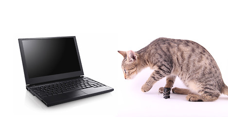 Image showing laptop and cat