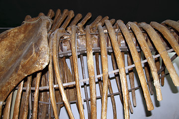 Image showing Dinosaur skeleton