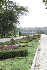 Image showing park with alley flowers