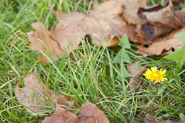Image showing Dandelion in leaves and grass
