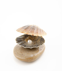 Image showing Shell with a pearl