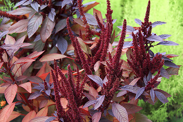 Image showing red flower in garden