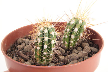 Image showing Two Cactus with Thorns in a Pot