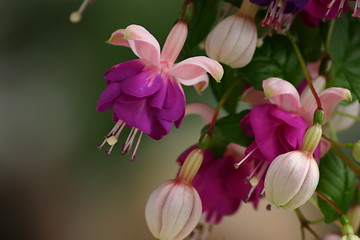 Image showing Alaskan Flowers