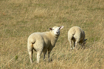 Image showing Sheep