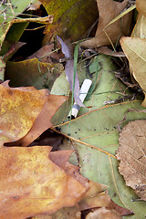 Image showing Cigarette butt in leaves