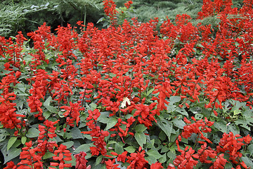 Image showing red flowers background