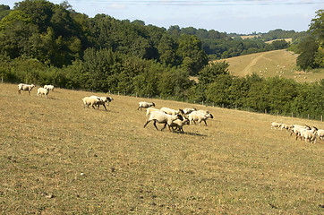 Image showing Sheep