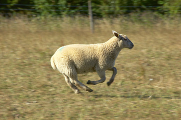 Image showing Sheep