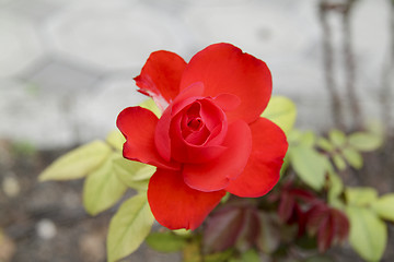 Image showing red flower