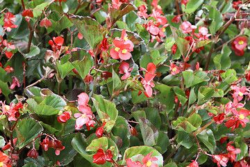 Image showing red flowers and green plants