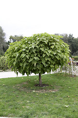 Image showing green tree